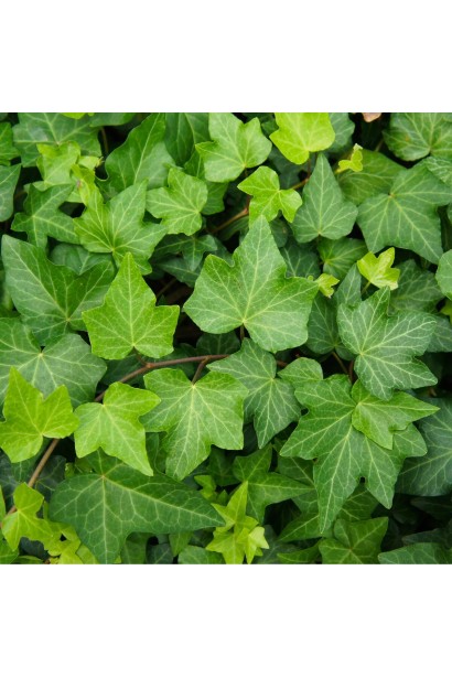 Hedera Green Ripple